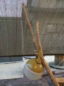 タネホオズキシングル