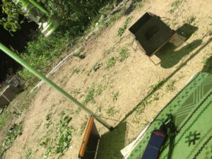 バイオライトで充電中