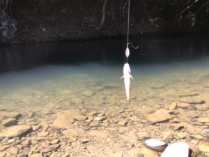 小森キャンプ村で釣り上げた魚