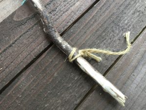 気に巻かれたアサヒモ