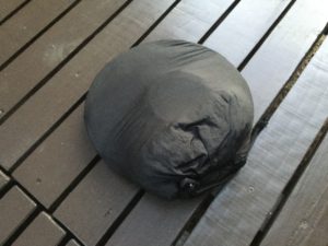 ハンモック到着