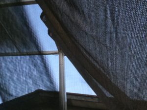 ハンモックからの風景