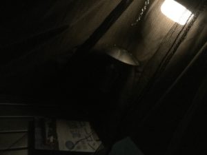 蚊帳の中から外を見る