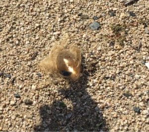 アサヒモに着火