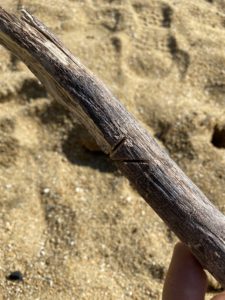 流木に切れ込みを入れる