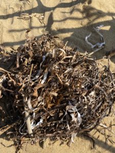 海藻の乾いたもの