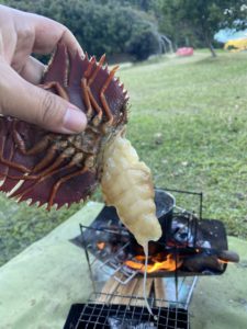 うちわえびのお造り