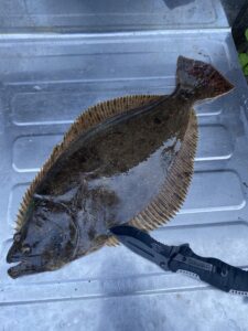 ヒラメを釣った後しめておく
