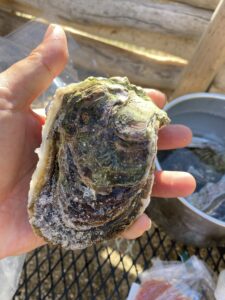 島風生活。の岩ガキ