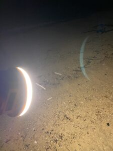 虫が凄い離島キャンプ