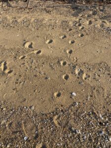 砂浜の足跡