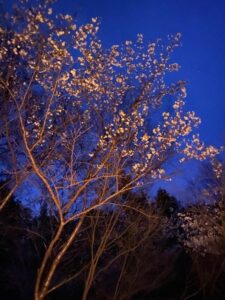 夜桜
